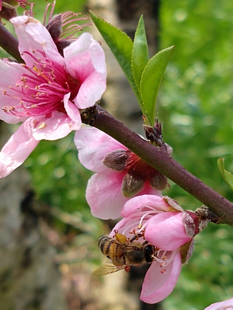 Temperaturas amenas favorecem a floração