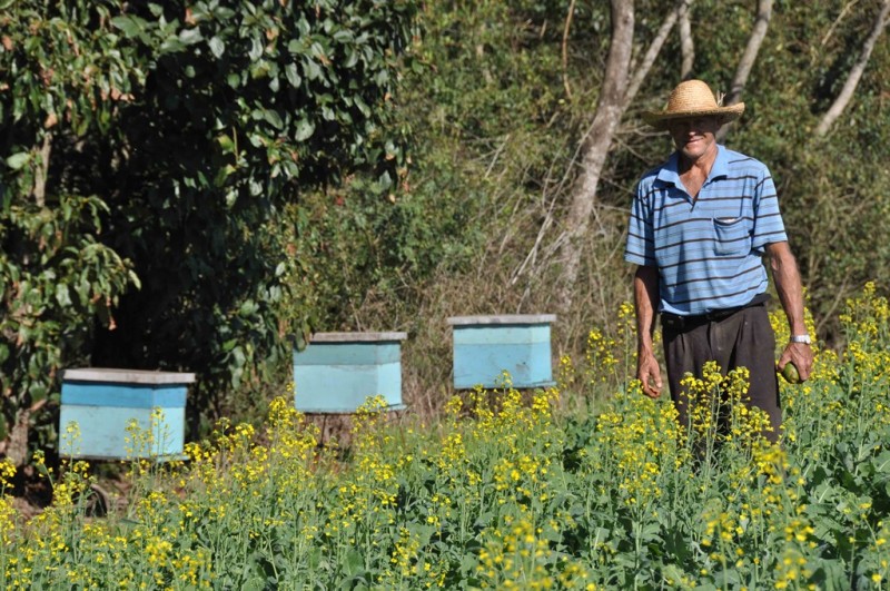 Apicultores intensificam as atividades de manejo e revisão de colmeias para a próxima safra.