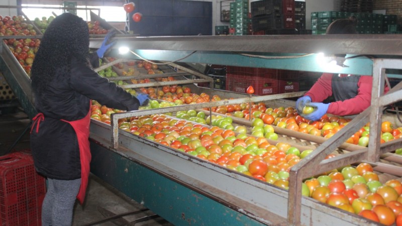 ceasa alimentos