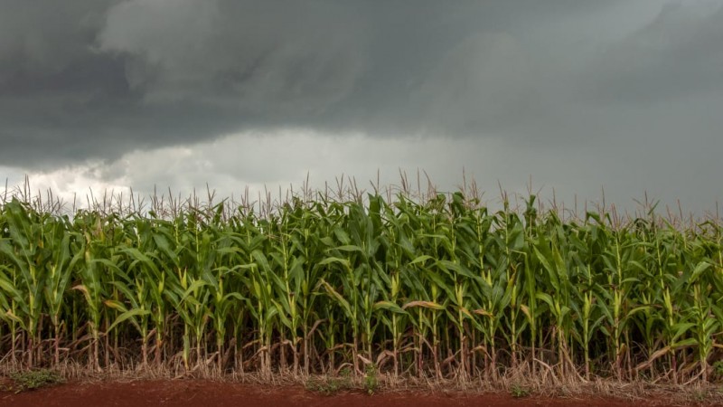 campo de milho com nuvens de chuva ao fundo