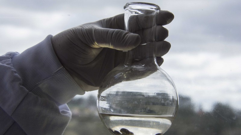 Mão com luva segurando balão de fundo redondo transparente com carrapatos dentro de líquido com carrapaticida