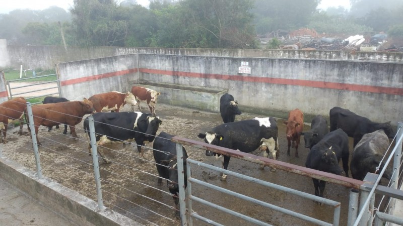 15 cabeças de gado dentro de uma área cercada