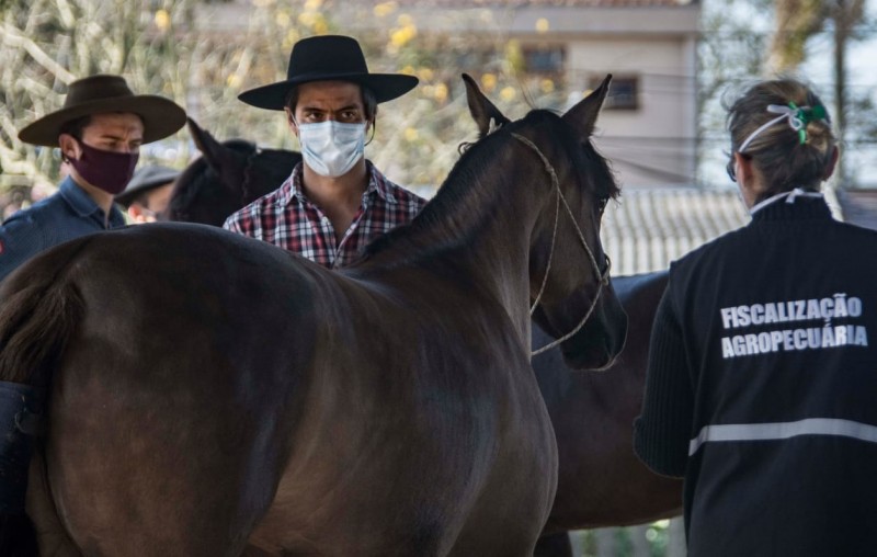 Nesta edição da Feira, os cavalos são maioria na Expointer.