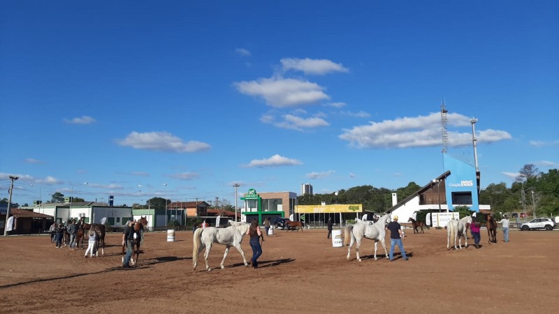 Provas do Campeonato "Domados do Pampa" do cavalo árabe ocorrem todos os dias em Esteio