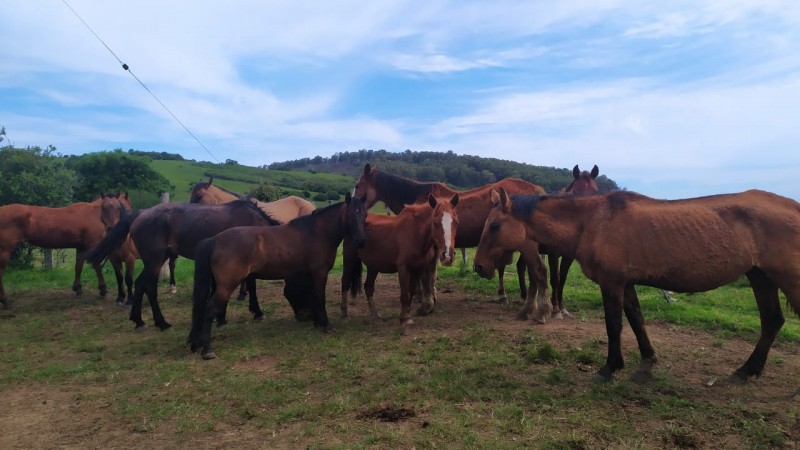 Decrab/Bagé e fiscais da Secretaria da Agricultura apreendem cavalos sem procedência