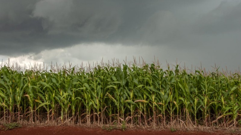 campo de milho com nuvens cinzas de chuva ao fundo