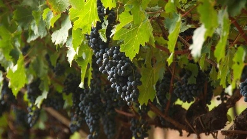 Cachos de uvas em parreiral