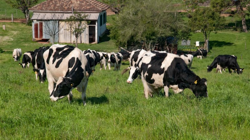 O cultivo de forrageiras mais cedo possibilita que se tenha, de forma antecipada, as pastagens de inverno, reduzindo assim a escassez de alimento no vazio forrageiro de outono