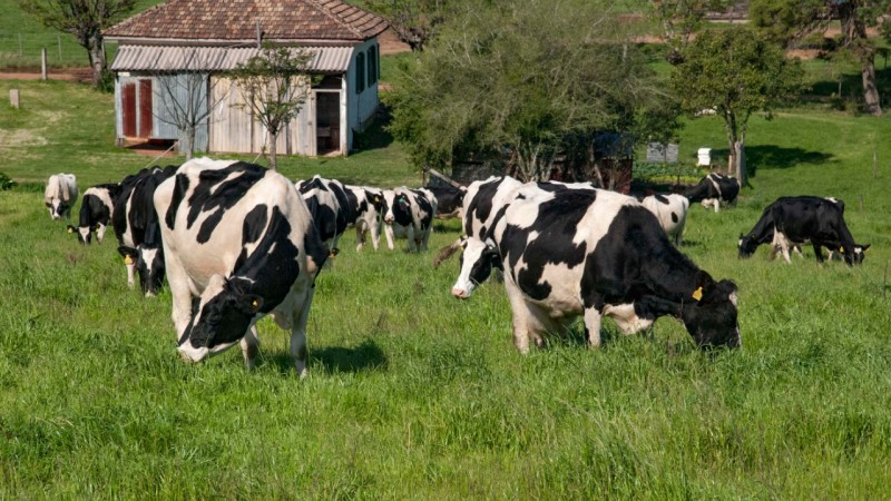 O cultivo de forrageiras mais cedo possibilita que se tenha, de forma antecipada, as pastagens de inverno, reduzindo assim a escassez de alimento no vazio forrageiro de outono 