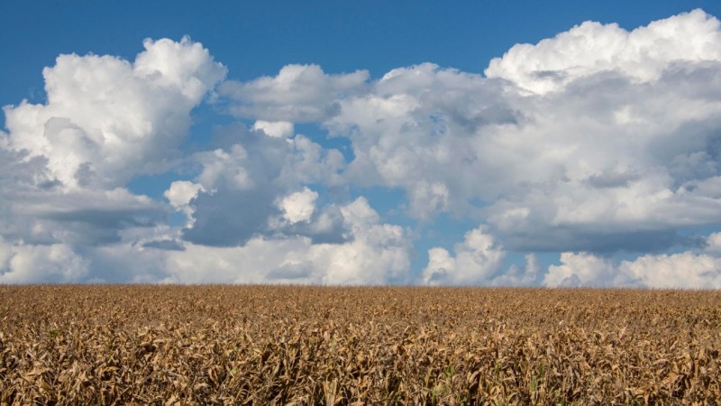 As regi&otilde;es com maiores perdas com a estiagem na lavoura de milho s&atilde;o Miss&otilde;es, Alto Uruguai, Celeiro e Norte