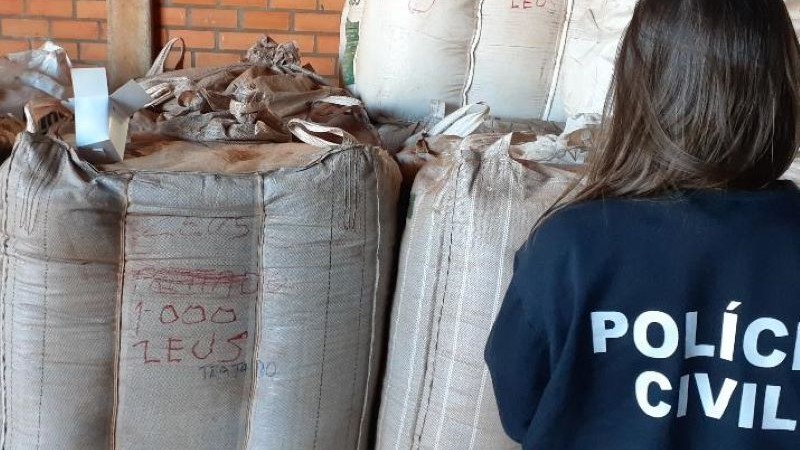 Operação Bijuteria da Polícia Civil apreendeu em agosto apreendidas 450 toneladas de sementes de soja piratas