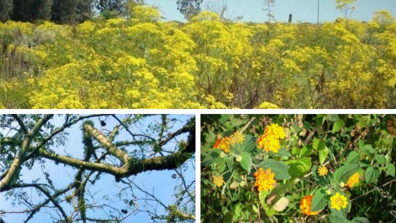 Consumo de plantas tóxicas é responsável por 10% a 14% das mortes de bovinos no RS