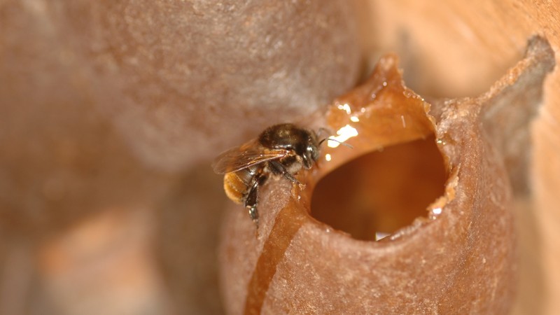 Guaraipo é uma abelha sem ferrão nativa das matas de araucárias e da mata atlântica