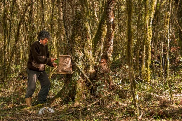 O apicultor Sélvio Carvalho observou que as guaraipos também produziam mel branco