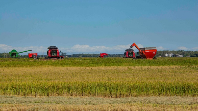 IHARA leva novidades para agricultor na 31ª Abertura Oficial da Colheita do  Arroz e Grãos - Portal do Agronegócio