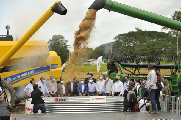O Rio Grande do Sul é responsável por cerca de 70% da produção nacional de arroz