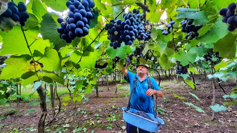 Colheita da uva em Nova Pádua, na serra gaúcha