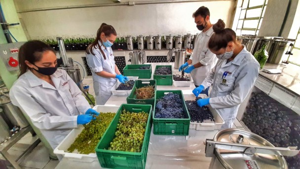 O LAREN realiza desde 2001 análises físico-químicas em vinhos e derivados da uva e do vinho