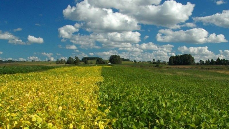 Campo de soja, céu azul com nuvens brancas em dia ensolarado