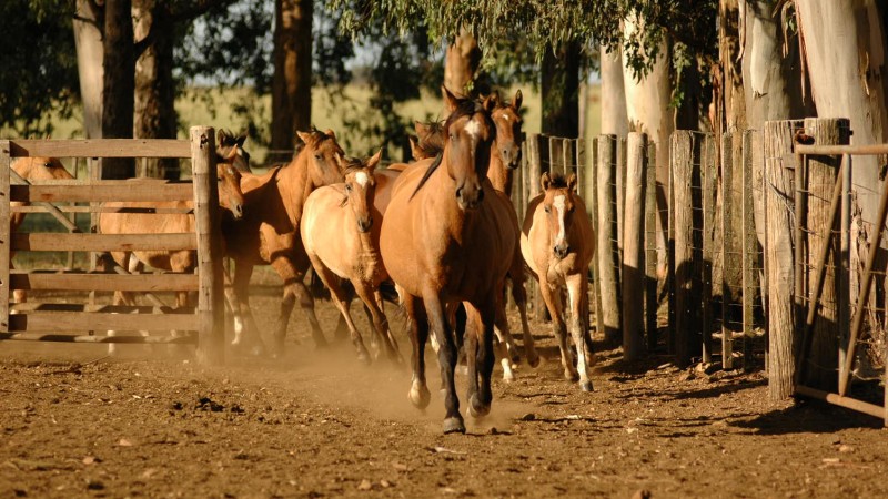 Cavalos passando por porteira