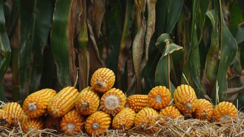 Programa Troca-Troca busca fomentar o cultivo de milho e sorgo no RS