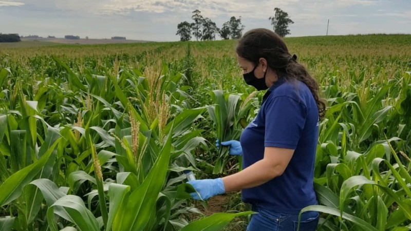 O surgimento da agricultura e do Estado