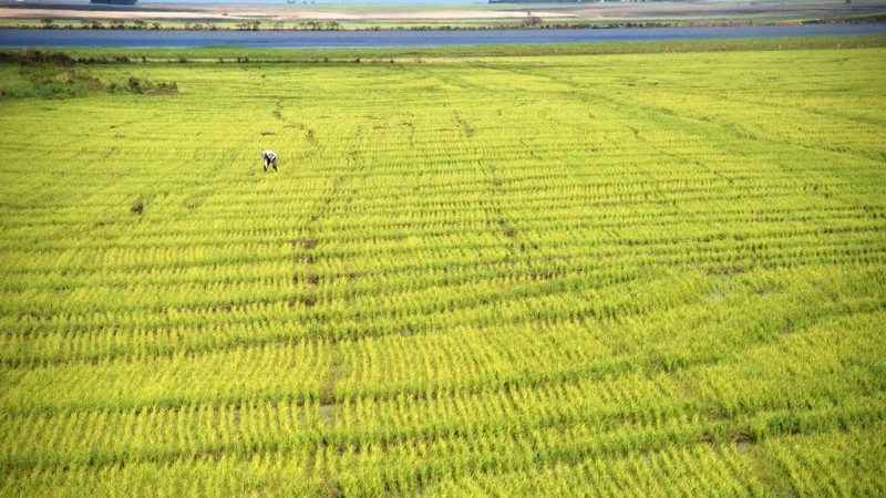 Lavoura de arroz