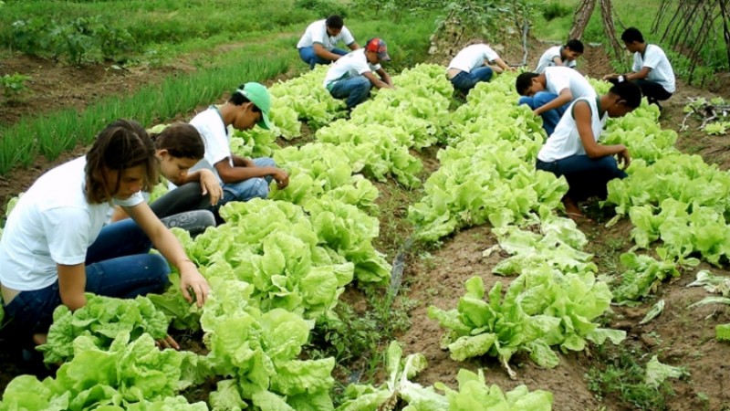 3439 jovens agricolas