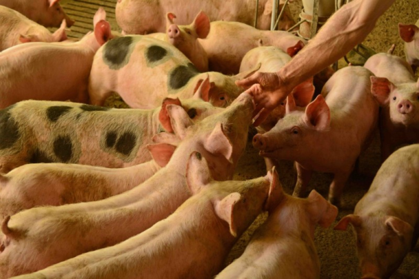 Projeções são de ganhos de até US$ 1,2 bilhão na exportação de carnes