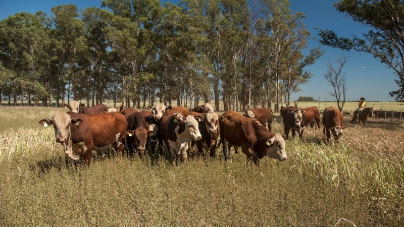 Acesso a mercados internacionais pode representar um importante est&iacute;mulo ao crescimento da cadeia de carnes do RS.