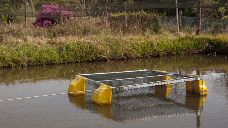 O RS produz mais de 50 mil toneladas de pescados de cultivo em açudes e tanques escavados, segundo dados da Emater