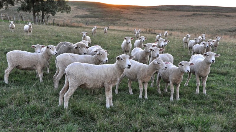 Ovinos corriedale a campo