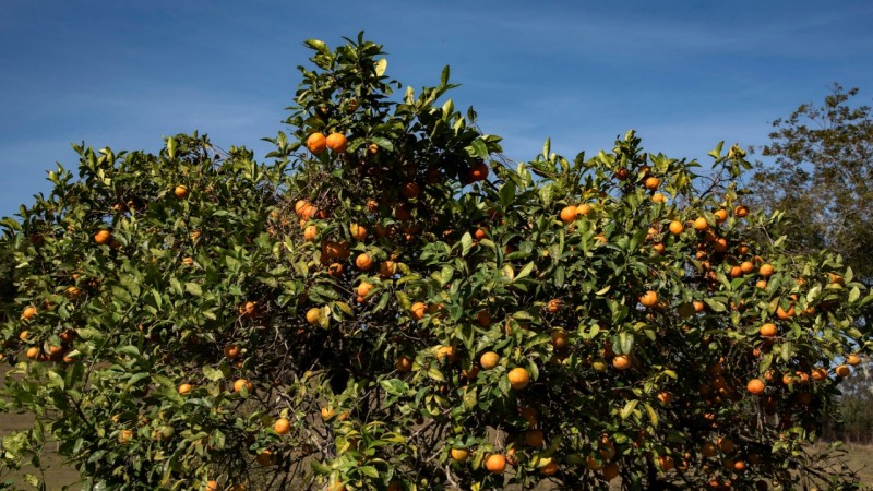 No RS, a previsão é de que sejam colhidas 404,6 mil toneladas de citros, sendo 160,6 mil toneladas de bergamotas, 230 mil toneladas de laranjas e 14 mil toneladas de limões.