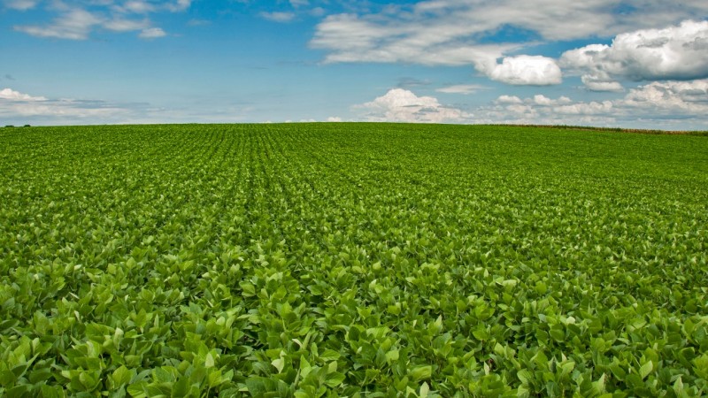 Soja foi um dos destaques da variação positiva da agropecuária gaúcha no PIB