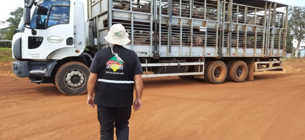 A operação contou com servidores do Mapa e da Defesa Agropecuária Estadual do Acre, Rondônia, Piauí e Rio Grande do Su