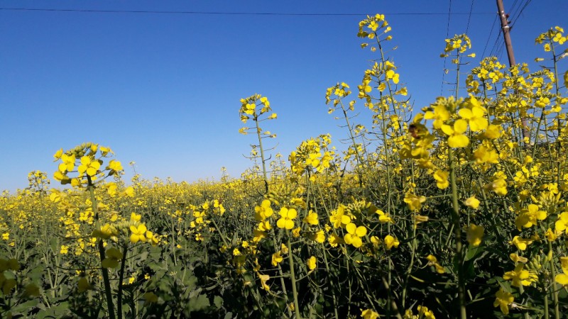 A canola deverá ter uma produção de 52,6 mil toneladas, o que representa 55,7% a mais que na safra passada