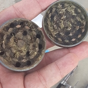 Operação Ronda Agro V