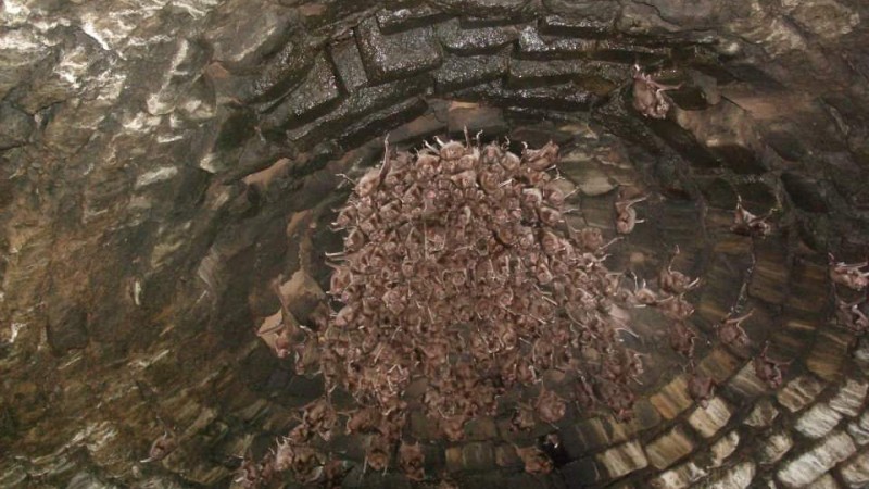 Morcegos podem se instalar em cavernas, fornos de fumo, casas abandonadas, árvores ocadas e nos bueiros de ferrovias e rodovias.