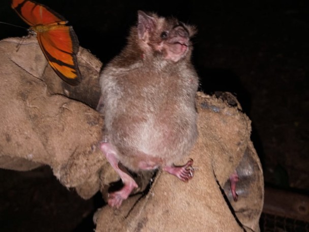 morcego hematófago Desmodus rotundus