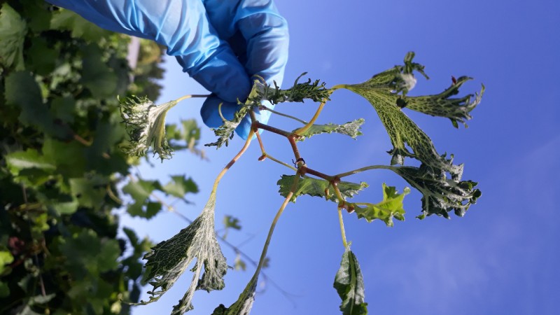 Instruções normativas sobre uso dos herbicidas hormonais está em vigor em 24 municípios gaúchos