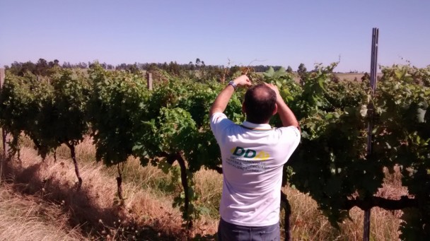 Nos municípios de Vacaria e Monte Alegre dos Campos foram registrados danos em videiras e macieiras