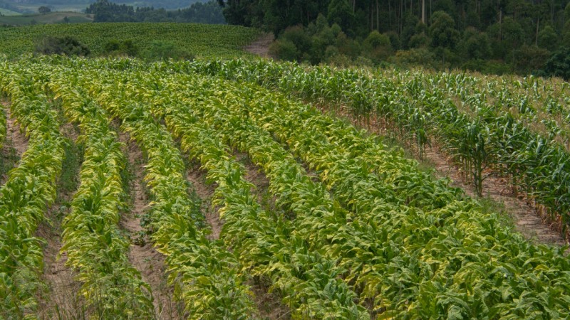 O Rio Grande do Sul, em conjunto com Santa Catarina e Paraná, responde por 98% da produção de tabaco do país.