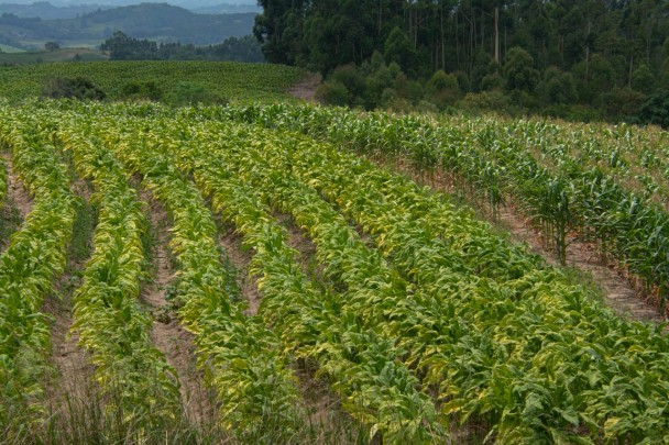 O Rio Grande do Sul, em conjunto com Santa Catarina e Paraná, responde por 98% da produção de tabaco do país.