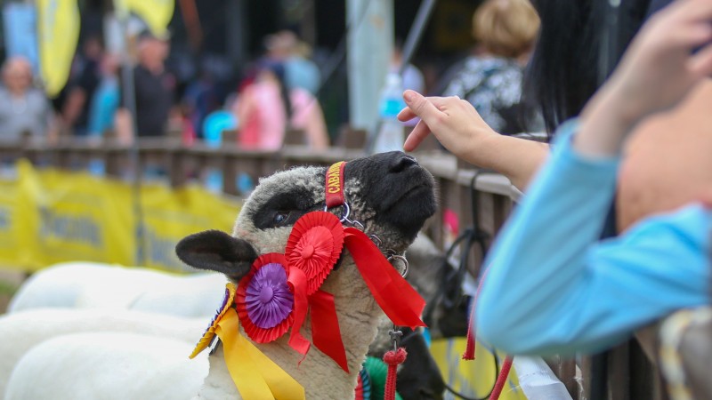 Exposição deste ano contará novamente com a tradicional presença dos ovinos