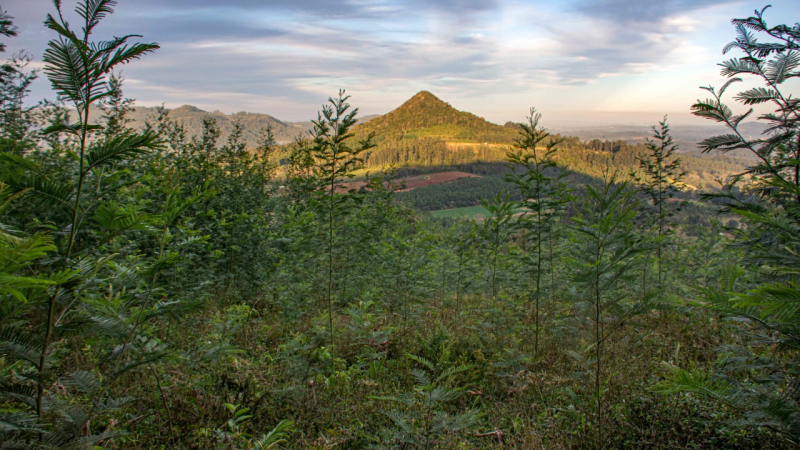 floresta de acácia negra