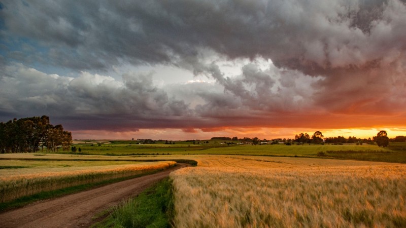 imagem de trigo com sol entre nuvens