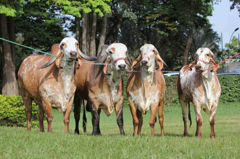 Gir Dupla Aptidão volta à Expointer depois de 4 anos. A raça pode ser utilizada para leite e corte
