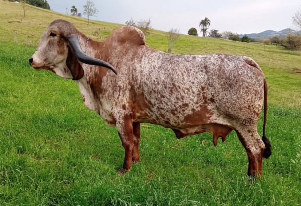 Criador de Gramado traz para a Expointer cinco fêmeas da raça Gir Dupla Aptidão