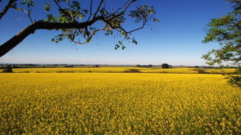 canola 04 ok