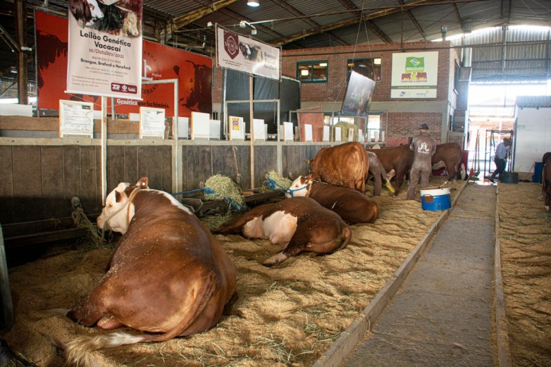 Pecuarista da Fazenda Mãe Rainha, de Lages/SC, trouxe 13 animais para a Expointer
